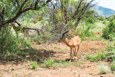 Impala Güney Afrika.