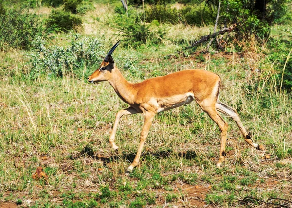 Impala Zuid Afrika — Stockfoto