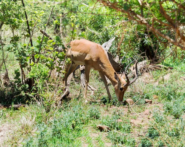 Impala Jižní Africe — Stock fotografie