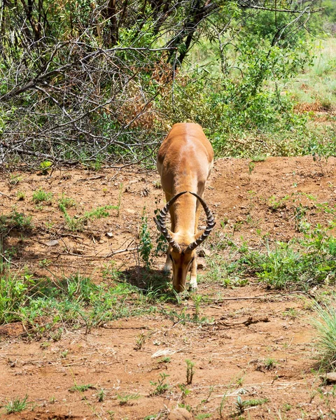 在南非黑斑羚 — 图库照片