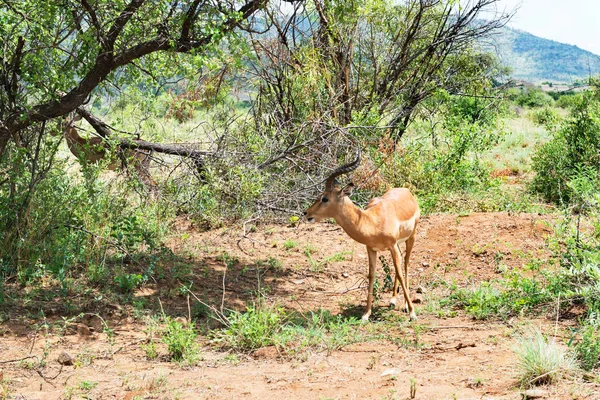 Impala Jižní Africe — Stock fotografie