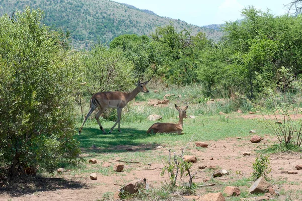 Impala Sudáfrica —  Fotos de Stock