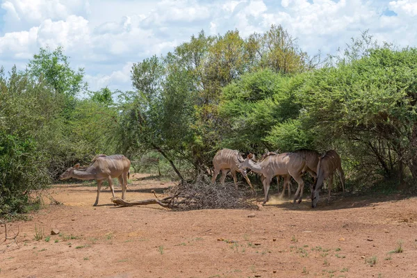 Tragelaphus Angasii African Horned Antelope — Stock Photo, Image