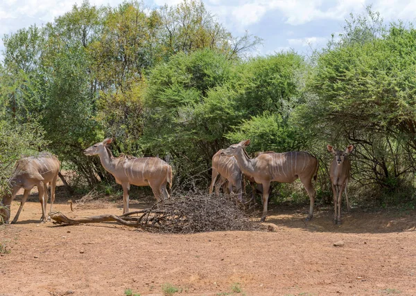 Tragelaphus Angasii Африканская Рогатая Антилопа — стоковое фото