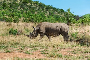 Güney Afrika 'da gergedan.