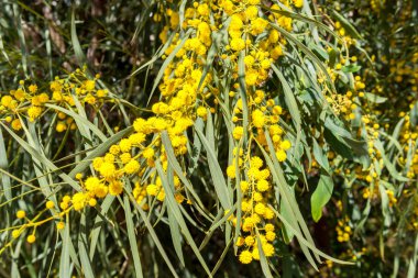 Akasya retinodes, Mimoza Bahar, İspanya.