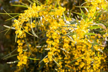 Akasya retinodes, Mimoza Bahar, İspanya.