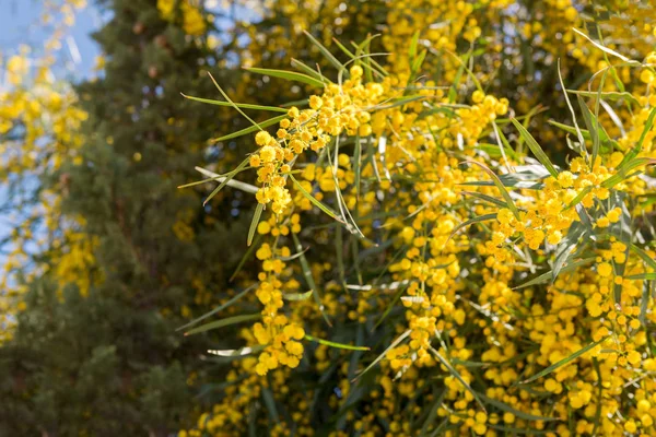 Acacia Retinodes Mimosa Spring Spain — Stock Photo, Image