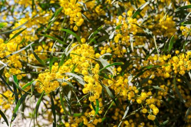 Akasya retinodes, Mimoza Bahar, İspanya.
