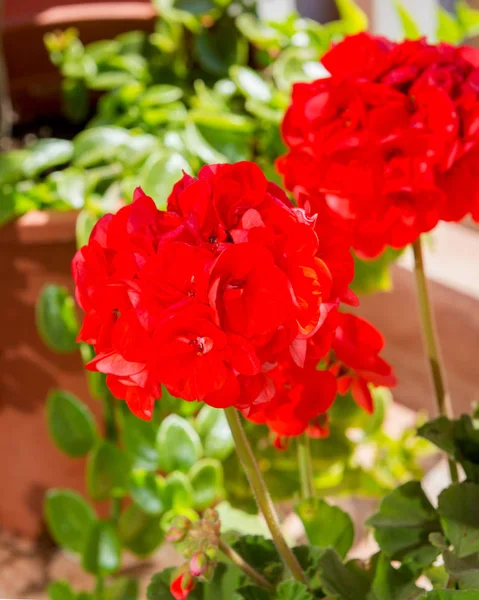 Scarlet Geranium Blommor Våren — Stockfoto