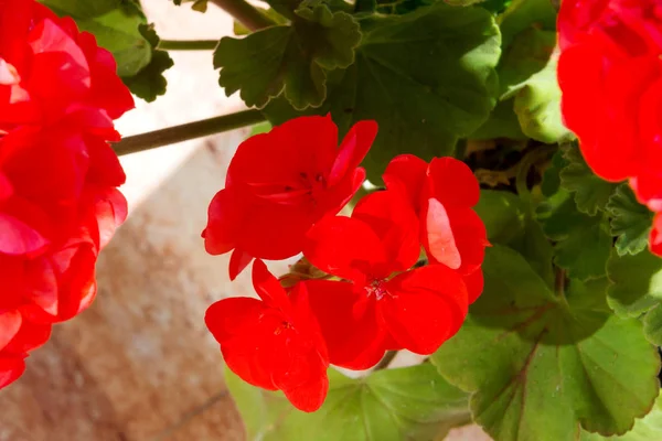 Šarlatové Pelargónie Květiny Jaře — Stock fotografie