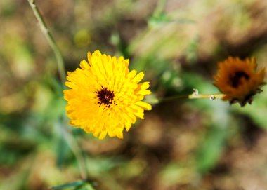 Bahar sarı kara hindiba
