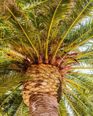 İspanya büyük palmiye ağaçları.