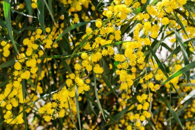Akasya retinodes, Mimoza Bahar, İspanya.