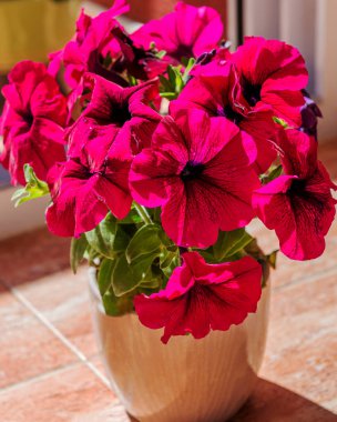 İlkbaharda mor Petunya çiçek.