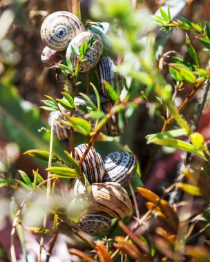 Bahar bitki üzerinde çok sayıda salyangoz.