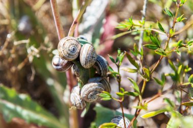 Bahar bitki üzerinde çok sayıda salyangoz.