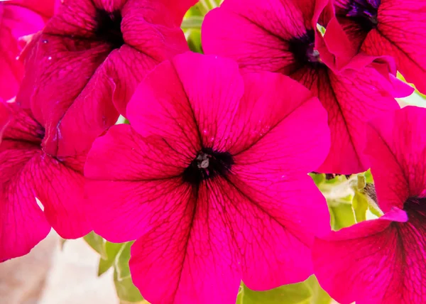 Purpurfarbene Petunien Blühen Frühling — Stockfoto