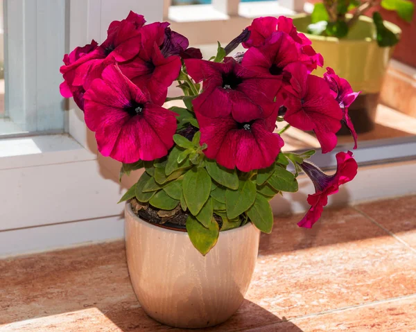 Lila Petunia Blommar Våren — Stockfoto