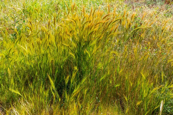 Hierba Primavera — Foto de Stock