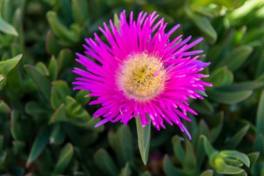 Eflatun çiçekler Portulaca, İspanya.