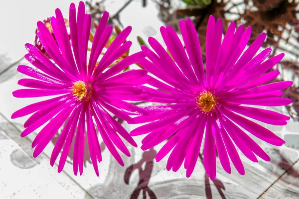 Fialovými Květy Portulaca Španělsko — Stock fotografie