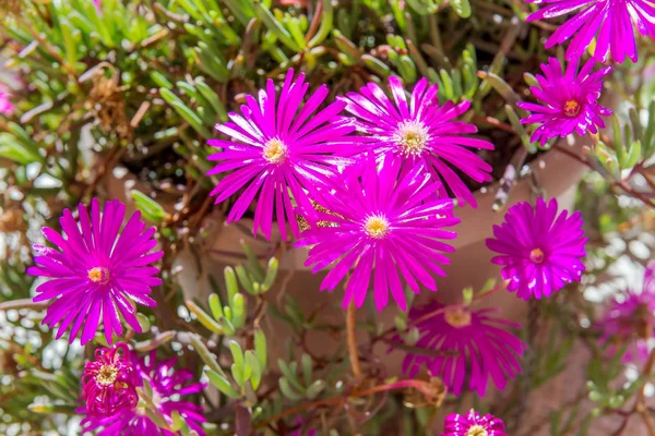 Lila Blüten Von Portulaca Spanien — Stockfoto