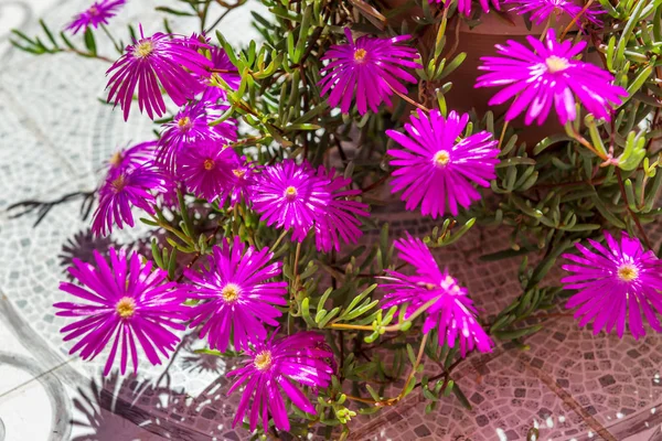 Lila Blüten Von Portulaca Spanien — Stockfoto