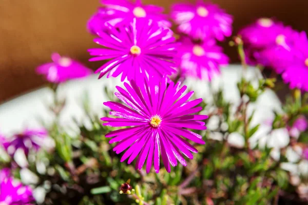 Lila Blüten Von Portulaca Spanien — Stockfoto