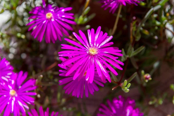 Lila Blüten Von Portulaca Spanien — Stockfoto