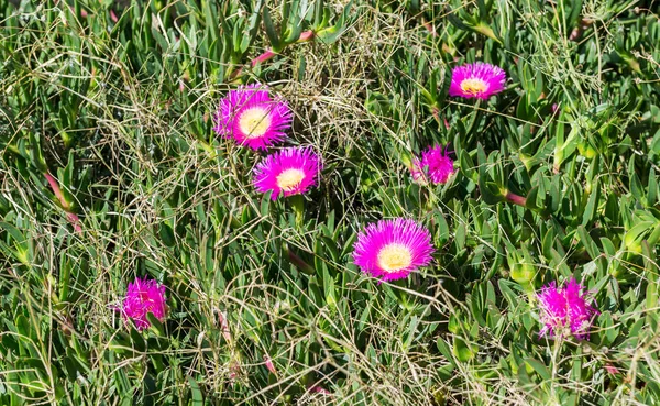 Λιλά Λουλούδια Της Portulaca Ισπανία — Φωτογραφία Αρχείου