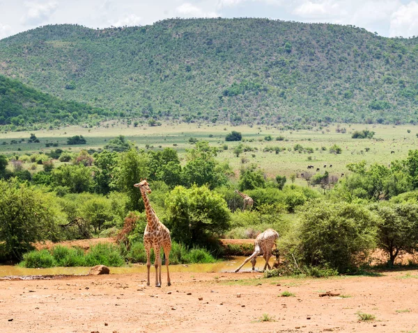 Giraffes South Africa — Stock Photo, Image