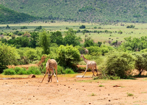 Giraffes South Africa — Stock Photo, Image