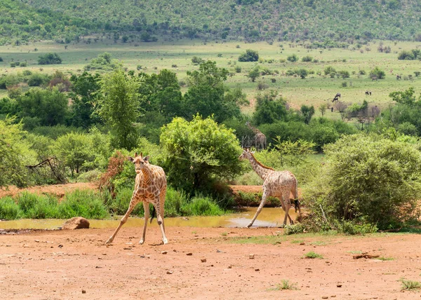 Giraffen Zuid Afrika — Stockfoto