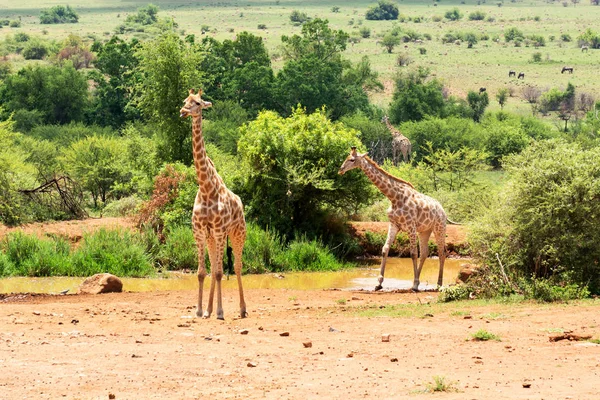 Girafas África Sul — Fotografia de Stock