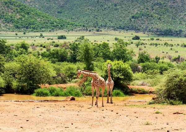 Jirafas Sudáfrica —  Fotos de Stock