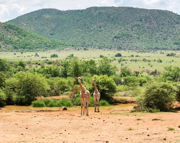 Жирафи Південній Африці — стокове фото
