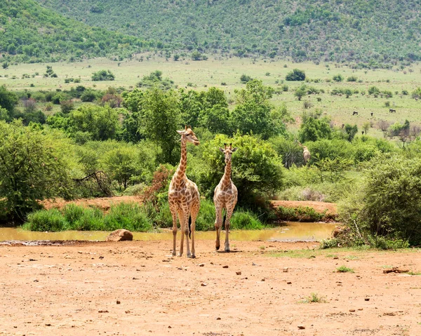 Giraffe Sud Africa — Foto Stock