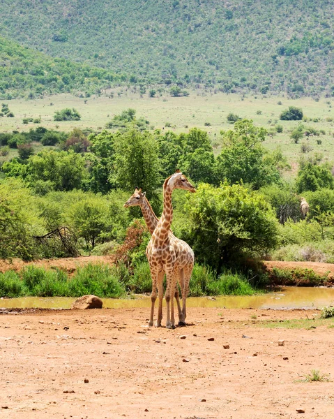 Giraffe Sud Africa — Foto Stock