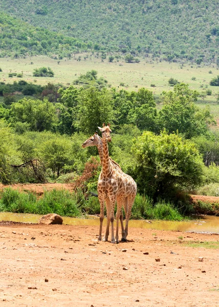 Sjiraffer Sør Afrika – stockfoto