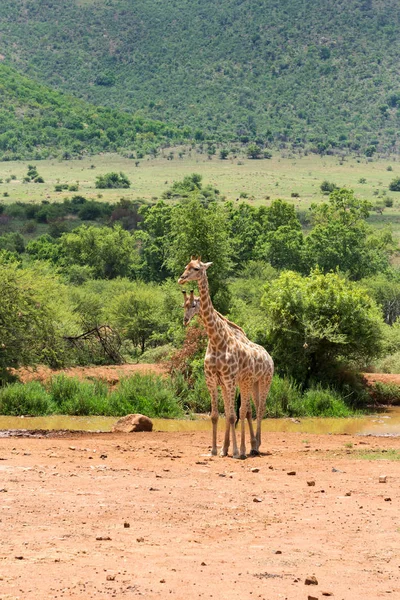 南アフリカ共和国でのキリン — ストック写真