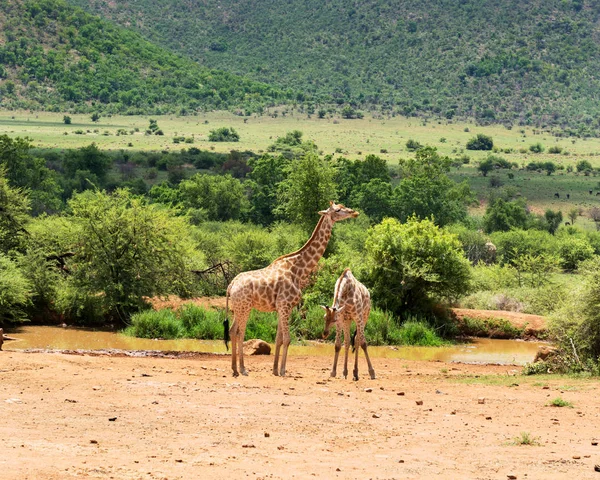 Giraffen Südafrika — Stockfoto