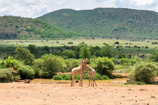 Girafes Afrique Sud — Photo