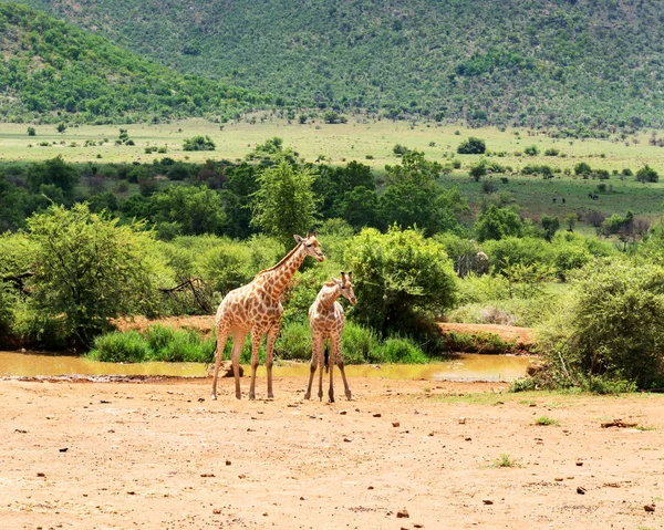 Жирафы Юар — стоковое фото