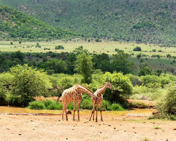 Giraffen Zuid Afrika — Stockfoto