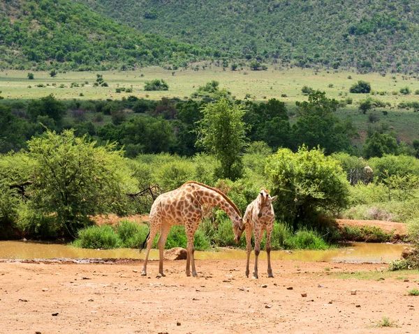 Giraffen Zuid Afrika — Stockfoto