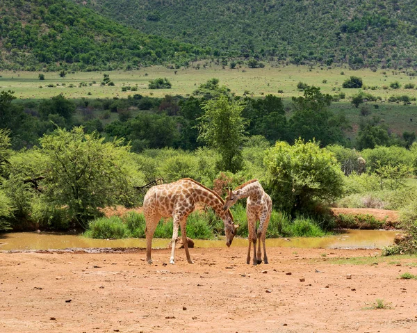 Giraffes South Africa — Stock Photo, Image