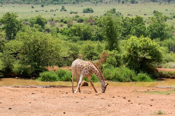 在南部非洲的长颈鹿 — 图库照片