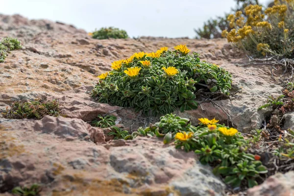 Fleurs Sauvages Dans Parc National Calblanque Région Murcie Espagne — Photo