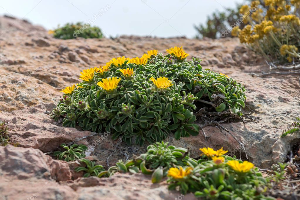Wildflowers in the National Park de Calblanque. region of Murcia. Spain.